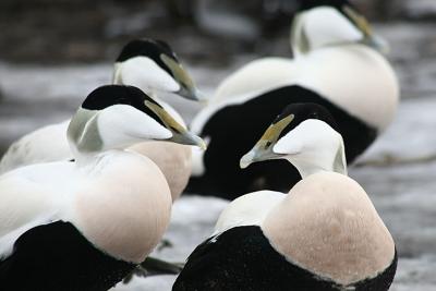 Somateria mollissima<br> Common Eider<br>Eidereend