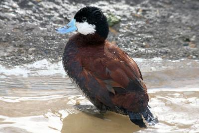Oxyura jamaicensis  Ruddy duck Rosse stekelstaart