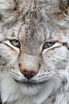 Lynx lynx Eurasian Lynx Europese Lynx