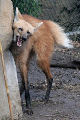 Chrysocyon brachyurus Maned wolf Manenwolf