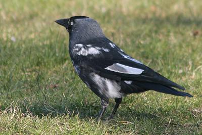 Corvus monedula Jackdaw Kauw