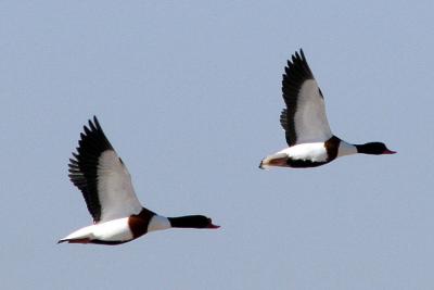 Tadorna tadorna Shelduck Bergeend