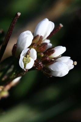 Cardamine hirsuta Hairy bittercressKleine veldkers 