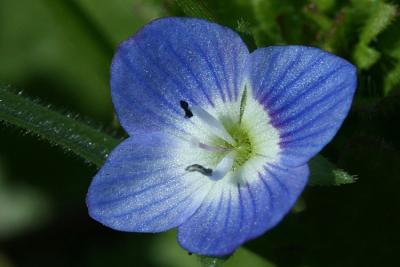 Veronica chamaedrys Germander speedwell  Gewone ereprijs 