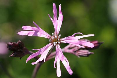 Lychnis flos-cuculi Ragged-robin Echte koekoeksbloem