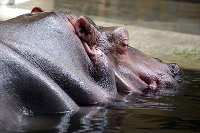 Hippopotamus amphibius Hippopotamus  Nijlpaard 