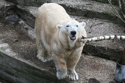 Ursus maritimus Polar bear  IJsbeer 