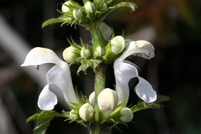 Lamium album White dead-nettle Witte dovenetel