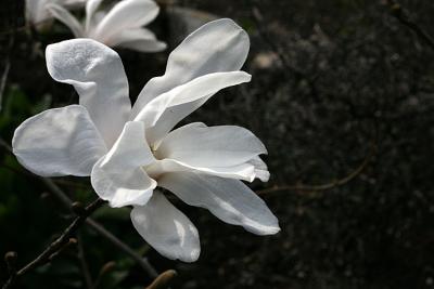 Magnolia stelllata