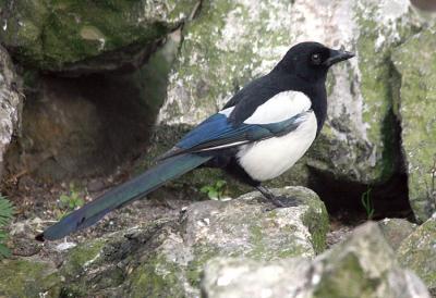 Pica pica Magpie  Ekster 