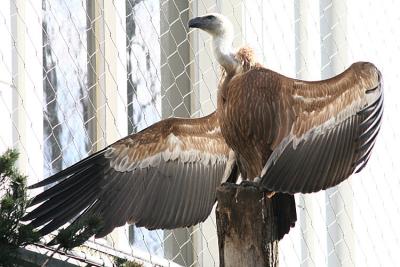 Gyps fulvus Griffon vulture Vale Gier 