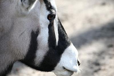 Oryx gazella Gemsbok Zuid-Afrikaanse spiesbok