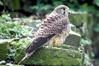 Falco tinnunculus Eurasian kestrel Torenvalk 