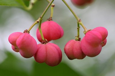 Euonymus europaeus Spindle tree Wilde kardinaalsmuts 