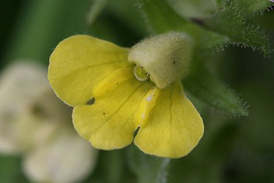 Parentucellia viscosa Yellow glandweed Kleverige ogentroost