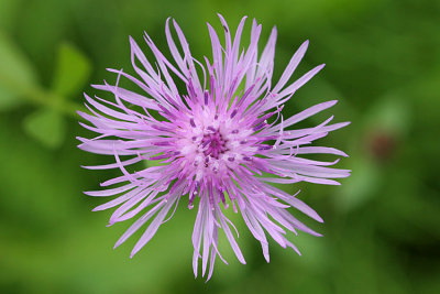 Centaurea jacea Knapweed Knoopkruid 