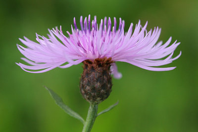 Centaurea jacea Knapweed Knoopkruid 