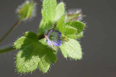 Veronica hederifolia subsp. hederifolia Ivy-leaved Speedwellklimopereprijs