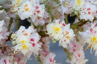 Aesculus hippocastanum Witte paardenkastanje 