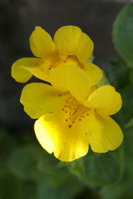Mimulus guttatus Common yellow monkeyflower Gele maskerbloem