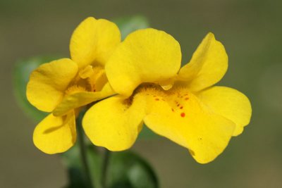 Mimulus guttatus Common yellow monkeyflower Gele maskerbloem 