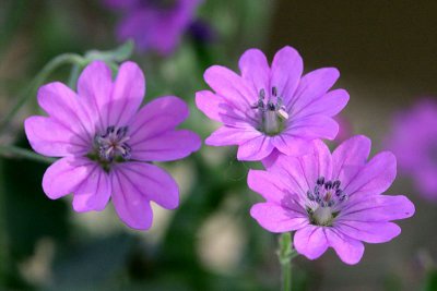 Geranium molle Dove's-foot Crane's-bill Zachte oievaarsbek