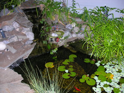 Devin's backyard mini koi pond