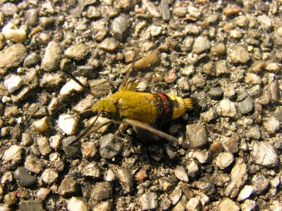 Aaaaah, what is it?!?  It's Mothra!!!  Or maybe some small freakish moth sitting on the ground....