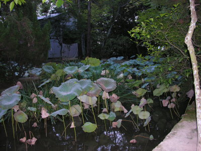 The lotus plant, not in flowering season.  The Japanese buddha always sits on a lotus flower.