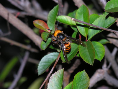 A couple of these HUGE wasps were flying around these bushes. Aki said they were poisonous, not sure if he was joking....