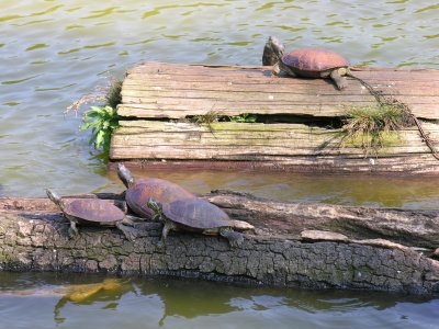 Japanese turtles.  They breathe fire and can kick Godzilla's butt.