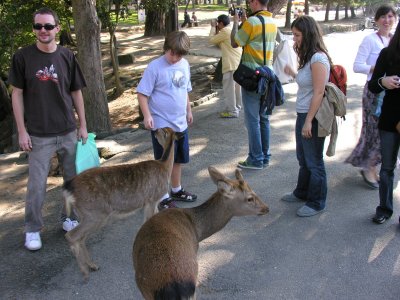 Nara is FAMOUS for its deer. They're EVERYWHERE in this big park and around the temple, and vendors sell cookies to feed them.