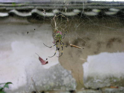There were LOTS of cool spiders around, like this nice colorful one.