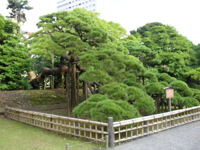 10/29 - Japanese McDonalds for lunch in the park, errr, gardens, where we sat and enjoyed a 300-year-old bonzai tree.