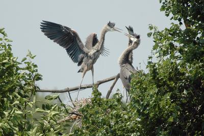 DSC_0150c.jpg