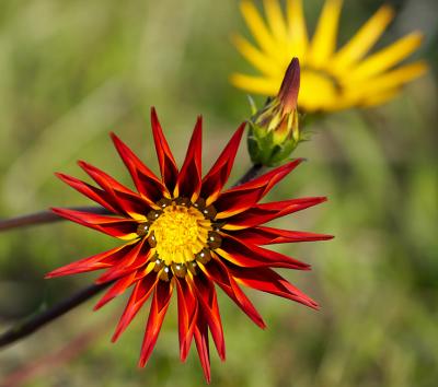 Winter wild flowers