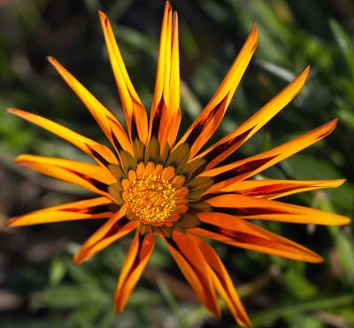 Winter wild flowers