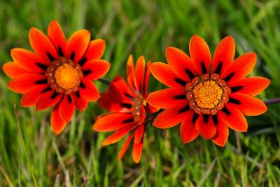 Winter wild flowers