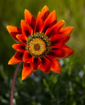 Winter wild flowers