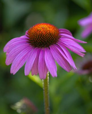 CRW_28081.jpg