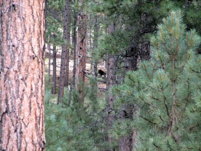 August08-bear2.jpg
