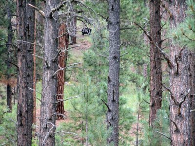 August08-bear3.jpg
