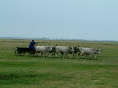 Ausflug in die Puszta