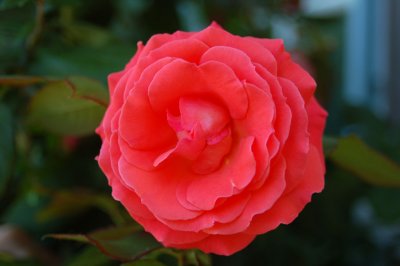 BDSC_0093.jpg