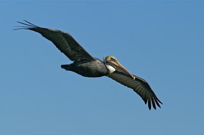 PICT5018.jpg