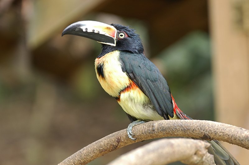 Collared Aracari Toucan