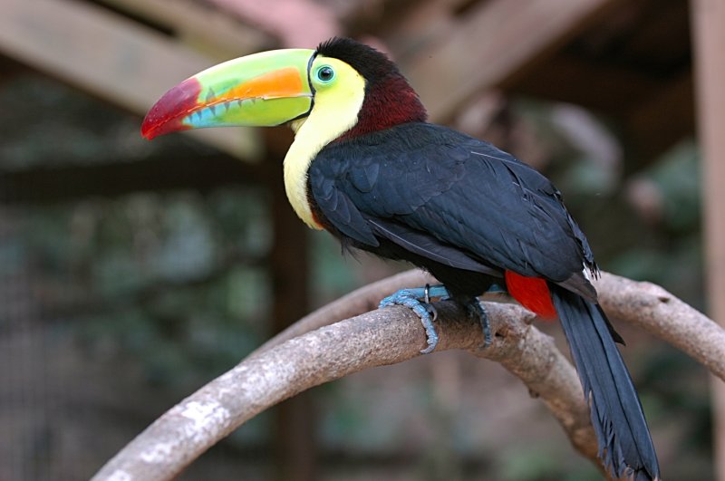 Keel-billed Toucan.Copan Ruinas