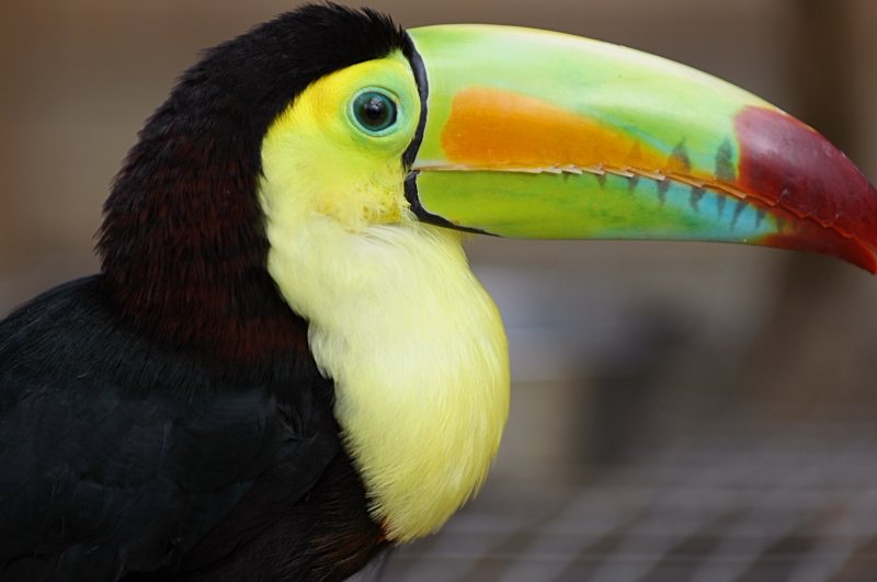 Keel-billed Toucan.Copan Ruinas