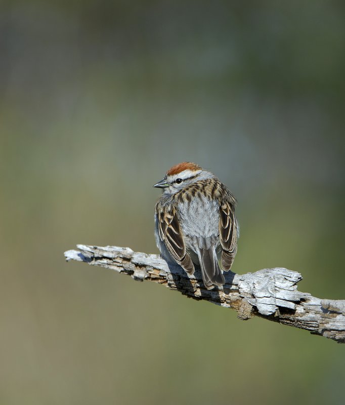Song Sparrow