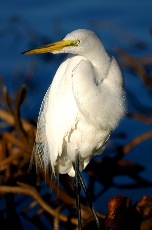 Snowy Egret .lake Eola Orlando